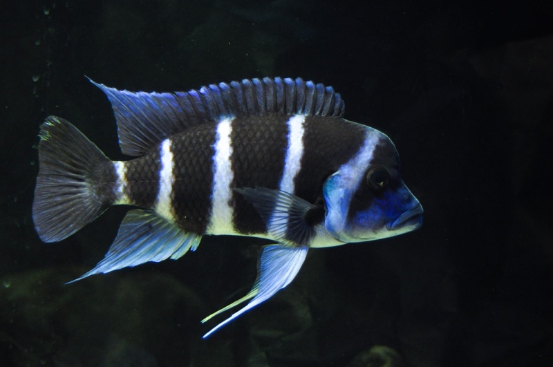 Cyphotilapia gibberosa 'Mtoto'